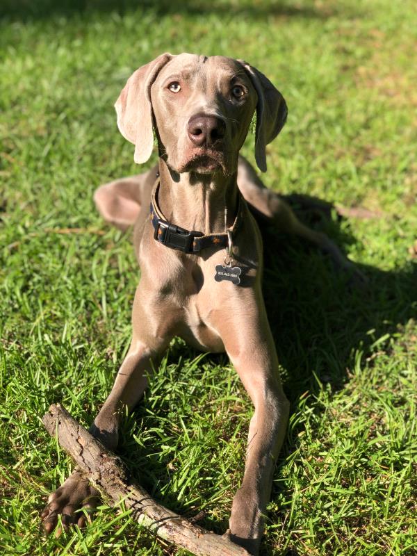 /Images/uploads/Homeward Bound Pet Rescue/HBPR_Photocontest/entries/12117thumb.jpg